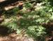 Redwood seedlings, Yosemite National Park, CA