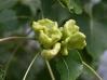 Eastern Cottonwood insect gall, Ottawa, Ontario, Canada