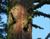 Moss on Giant Redwood, Kings Canyon, Sequoia National Forest, CA