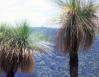 Grass Trees, The Blue Mountains, Queensland, Australia
