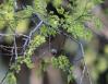 Elderberries, old insect gall, Coppell, Texas