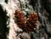 Douglas Fir cones, Salt Spring Island, BC
