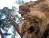Giant Sequoia stump, Grant Grove, Sequoia National Forest, CA