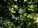 Basswood, summer in Coppell, Texas