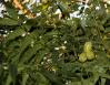 Pecan branch, leaves and nuts, Pioneer Cemetery, Dallas, Texas