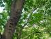 Basswood, Madison Arboretum area