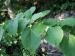 Basswood leaves, Kingston, Ontario