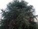 Monkey Puzzle, Victoria, B.C., Canada