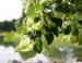 Basswood flower bracts, Ottawa, Ontario, Canada