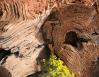 Juniper stumps, Sedona, Arizona
