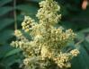 Sumac, Jone's Falls, Ontario, Canada