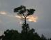 Sunset, Longleaf Pine, Bodie Island, North Carolina