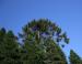 Monkey Puzzle, San Francisco, CA