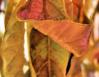 Dry Avocado leaf, January in Lewisville, Texas