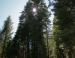 Afternoon sun, Ponderosa Pines, Yosemite National Park