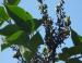 Lilacs gone to seed, Madison Arboretum