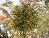 Parasitic Mistletoe on Utah Juniper, Grand Canyon, Arizona 