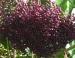 Black Cherry, Madison Arboretum