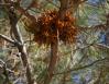 Parasitic Mistletoe on Foothills Pine, central California