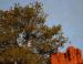 Knobcone Pine, Sedona, Arizona