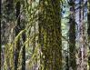 Moss on Ponderosa Pine, Yosemite National Park, California