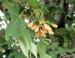 Sugar Maple keys, University Arboretum grounds, Madison
