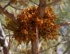 Parasitic Mistletoe on Foothills Pine, central California