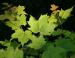 Sugar Maple, the Wisconsin State tree