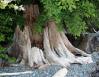 Old White Cedar trunk, Victoria Beach, BC, Canada