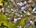 Oak leaf decay: delicate filigree