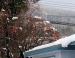 European Mountain Ash, Hope, BC, Canada