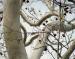 American Sycamore, northern Texas