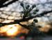 Silver Linden, early March in Lewisville, Texas