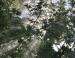 Sun Shower, Red Oak 