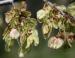 American Elm keys