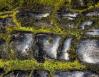 Moss on charred Ponderosa Pine, Mariposa Grove, Yosemite National Park, CA