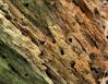Termite rot, Elizabeth Gardens, Manteo, North Carolina