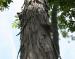 Shagbark Hickory, northeastern Ohio