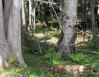 Rotting birch, Stony Swamp Trail, Ottawa, Ontario