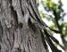 Shagbark Hickory bark, northeastern Ohio