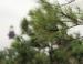 Longleaf Pine, Bodie Island Lighthouse, NC