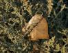 Balsam Poplar leaf, Two Guns, CA