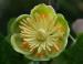 Yellow Poplar flower, Niagara Falls, New York