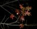 Red Oak, December in Lewisville, Texas
