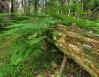 Stony Swamp Trail, Ottawa, Ontario, Canada