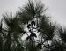 Longleaf Pine cones, Bodie Island, North Carolina