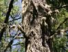 Sphagnum moss, Douglas Fir, Salt Spring Island, BC, Canada
