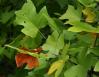 Yellow Poplar, also called Tulip Tree, Asheville, North Carolina