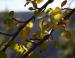 Western Serviceberry, Yosemite National Park, California