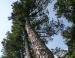Longleaf Pine, Raleigh, North Carolina